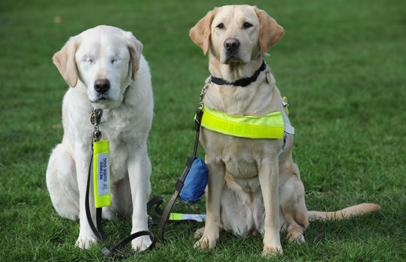 guide-dog-loses-sight-so-owner-gets-a-new-guide-dog-for-both-of-them-1