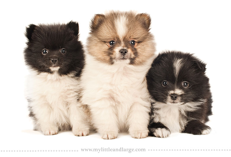 what-17-different-breeds-of-dogs-look-like-at-6-weeks-old-by-j-nichole-smith-little-and-large-11