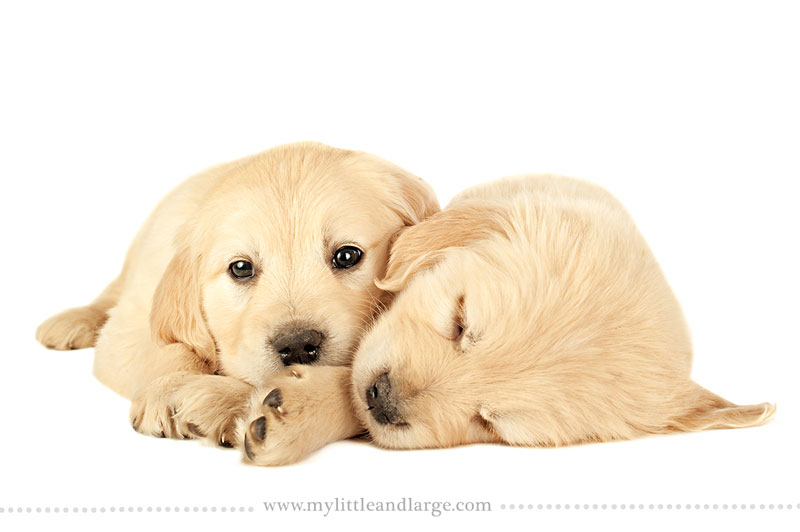 what-17-different-breeds-of-dogs-look-like-at-6-weeks-old-by-j-nichole-smith-little-and-large-13