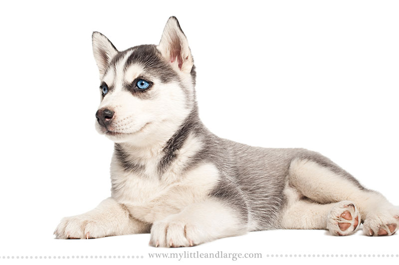 what-17-different-breeds-of-dogs-look-like-at-6-weeks-old-by-j-nichole-smith-little-and-large-3