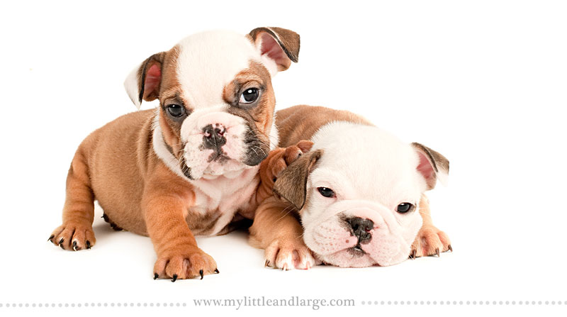 what-17-different-breeds-of-dogs-look-like-at-6-weeks-old-by-j-nichole-smith-little-and-large-8