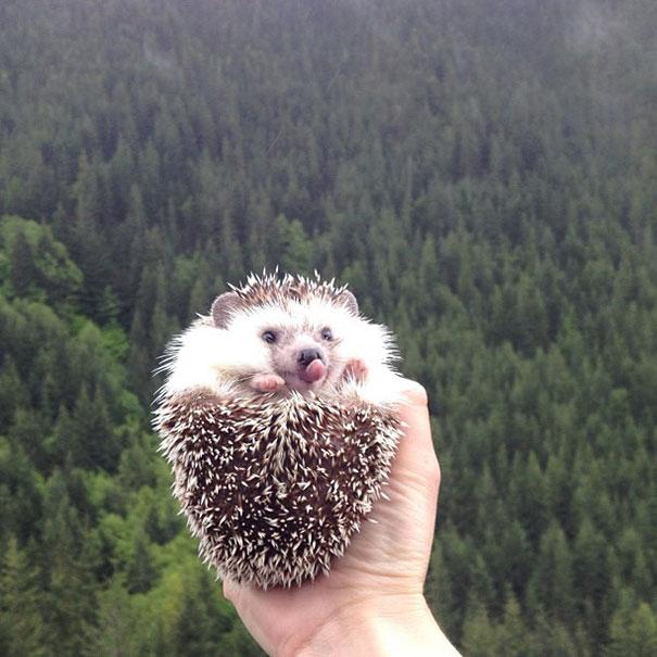 biddy-cute-hedgehog-adventures-21