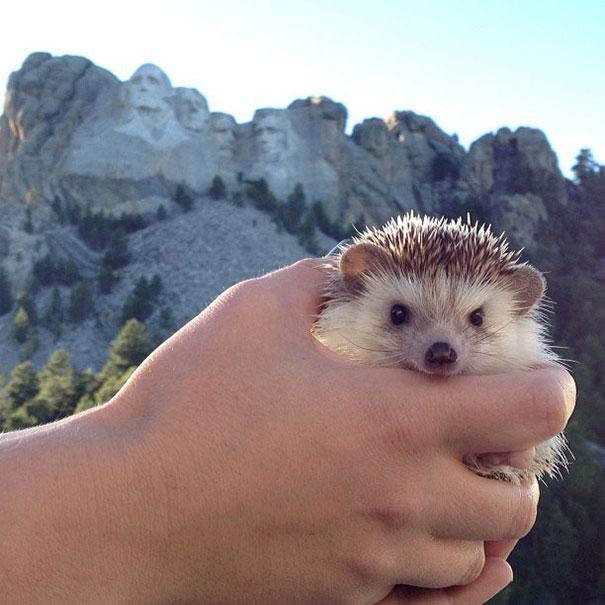 biddy-cute-hedgehog-adventures-5