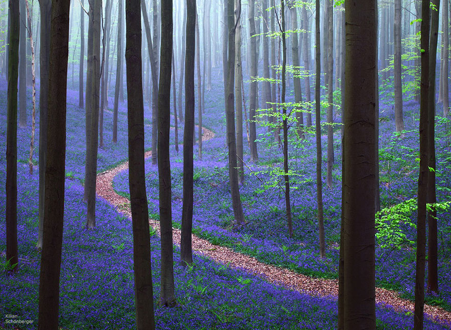bluebells-blooming-hallerbos-forest-belgium-1