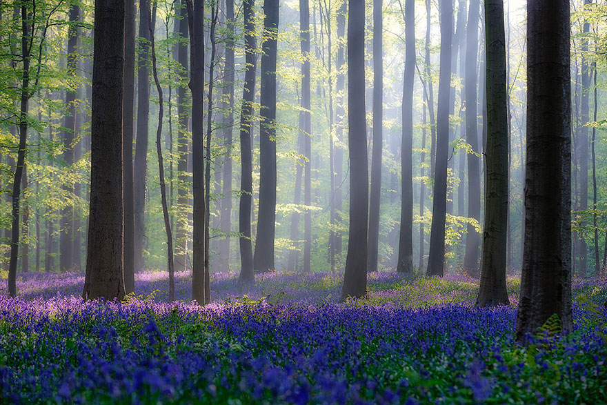 bluebells-blooming-hallerbos-forest-belgium-15