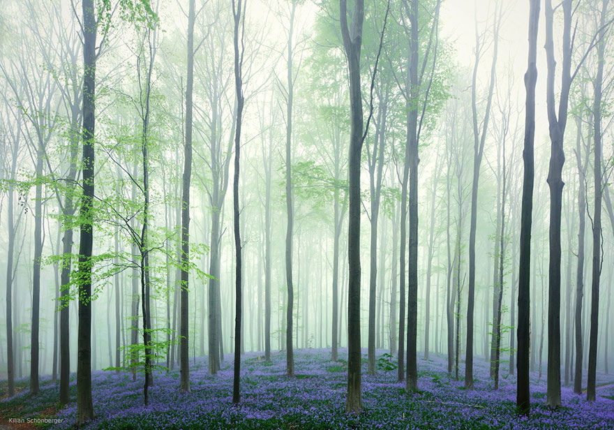 bluebells-blooming-hallerbos-forest-belgium-2