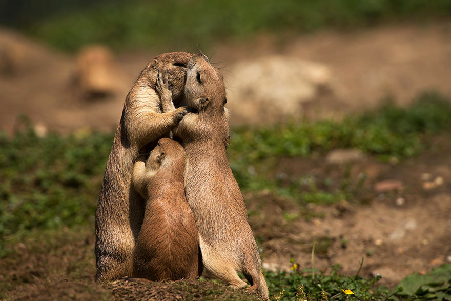 cute-kissing-animals-love-4__880