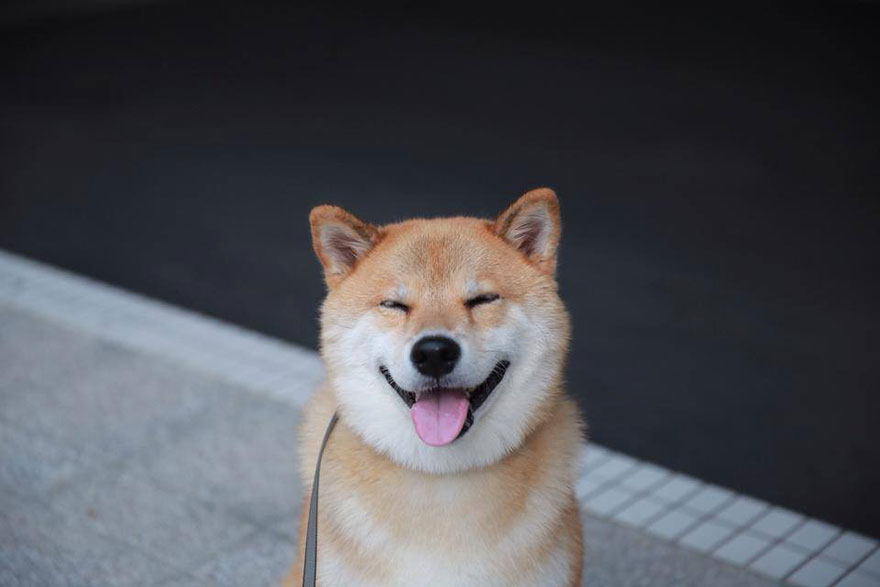 first-happy-dog-maru-shiba-inu-7