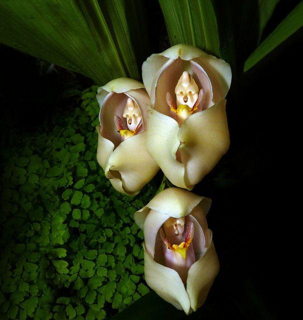 flowers-look-like-animals-people-monkeys-orchids-pareidolia-15.0