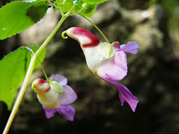 flowers-look-like-animals-people-monkeys-orchids-pareidolia-16.0