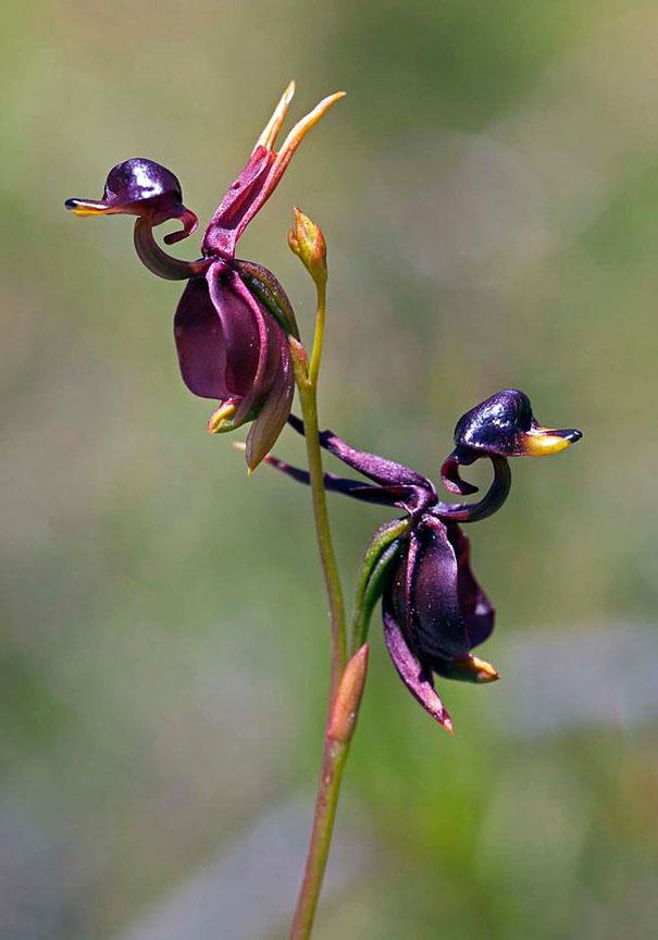 flowers-look-like-animals-people-monkeys-orchids-pareidolia-20.0