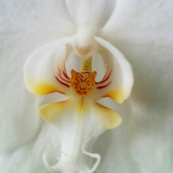 flowers-look-like-animals-people-monkeys-orchids-pareidolia-22.0
