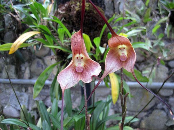 flowers-look-like-animals-people-monkeys-orchids-pareidolia-3.0