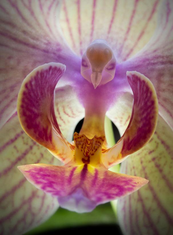 flowers-look-like-animals-people-monkeys-orchids-pareidolia-4.0