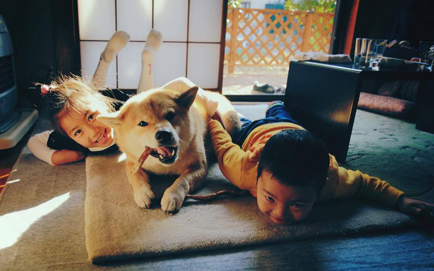 happy-dog-maru-shiba-inu-13