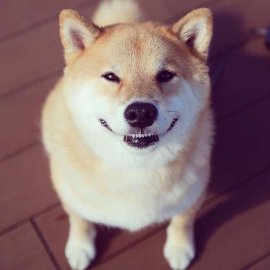 last-happy-dog-maru-shiba-inu-11