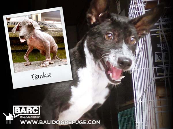 BARC_Bali_Dog_Frankie_Before-and-After