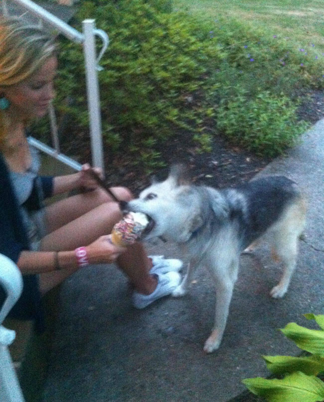 cool-dog-eating-ice-cone