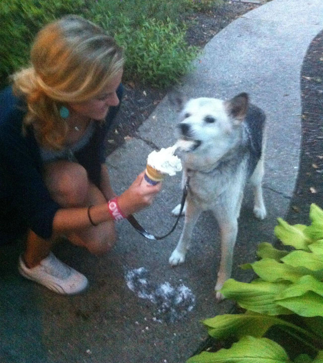 cool-dog-licking-ice-cream-cone
