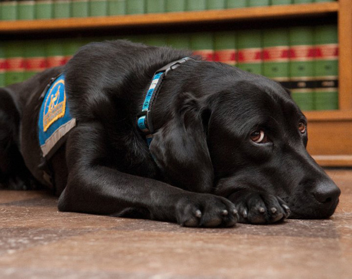 6-courthouse-dogs-calm-witness-victim-ellen-oneill-celeste-walsen