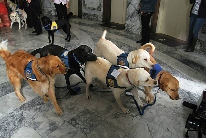 8-courthouse-dogs-calm-witness-victim-ellen-oneill-celeste-walsen