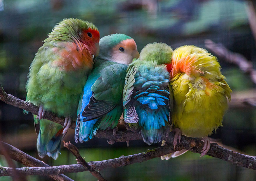 birds-keep-warm-bird-huddles-10