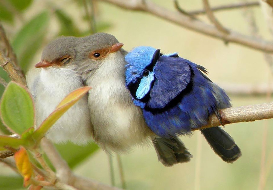 birds-keep-warm-bird-huddles-11