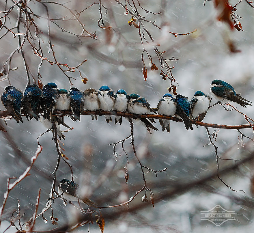 birds-keep-warm-bird-huddles-13