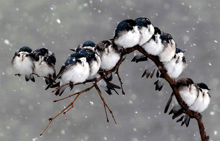 birds-keep-warm-bird-huddles-9